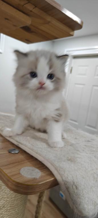 Ragdoll Bicolor Female1 photo 3
