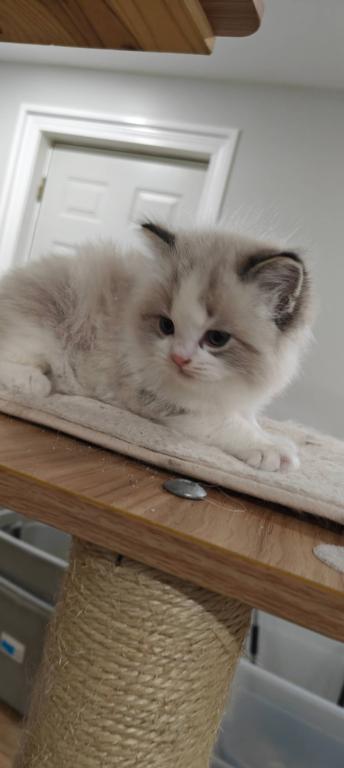 Ragdoll Bicolor Female1 photo 7