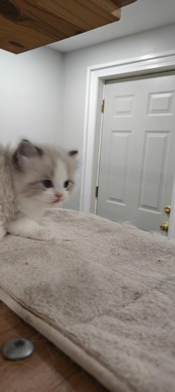 Ragdoll Bicolor Female1 photo 2