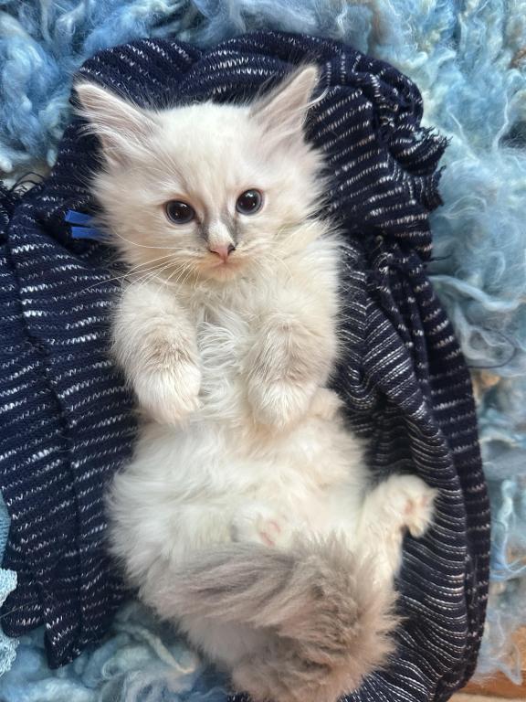 Purebred Bicolor With Blaze Male Ragdoll Kitten photo 16