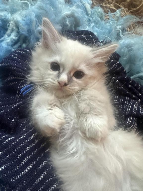 Purebred Bicolor With Blaze Male Ragdoll Kitten photo 14