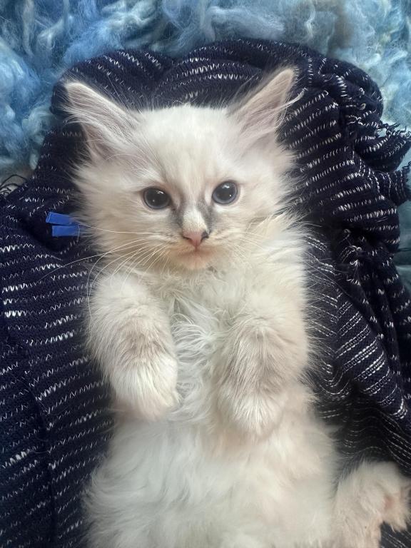 Purebred Bicolor With Blaze Male Ragdoll Kitten photo 17