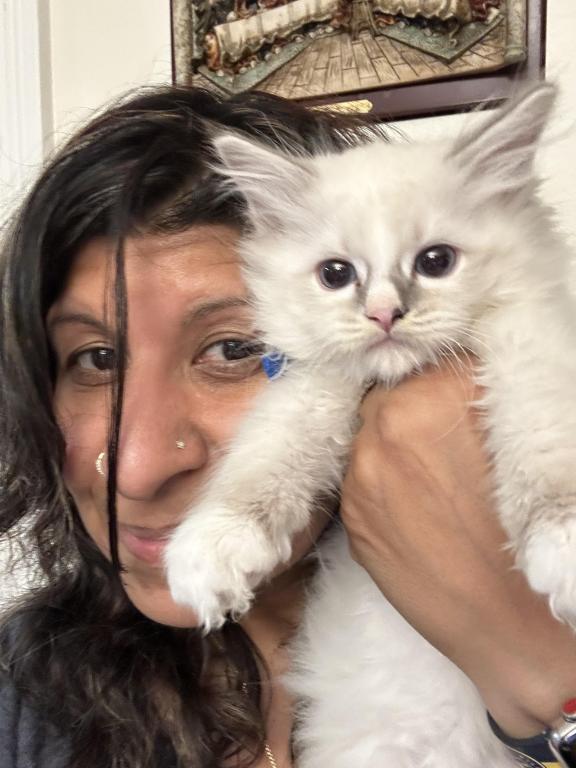 Purebred Bicolor With Blaze Male Ragdoll Kitten photo 9