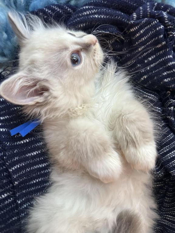Purebred Bicolor With Blaze Male Ragdoll Kitten photo 20