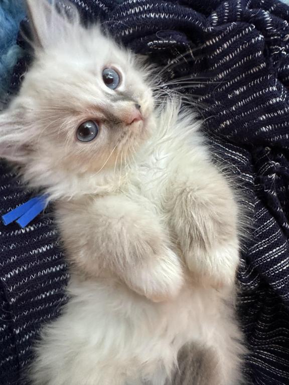 Purebred Bicolor With Blaze Male Ragdoll Kitten photo 1