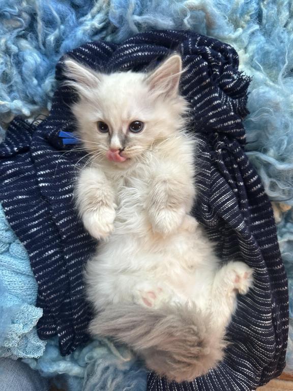 Purebred Bicolor With Blaze Male Ragdoll Kitten photo 10