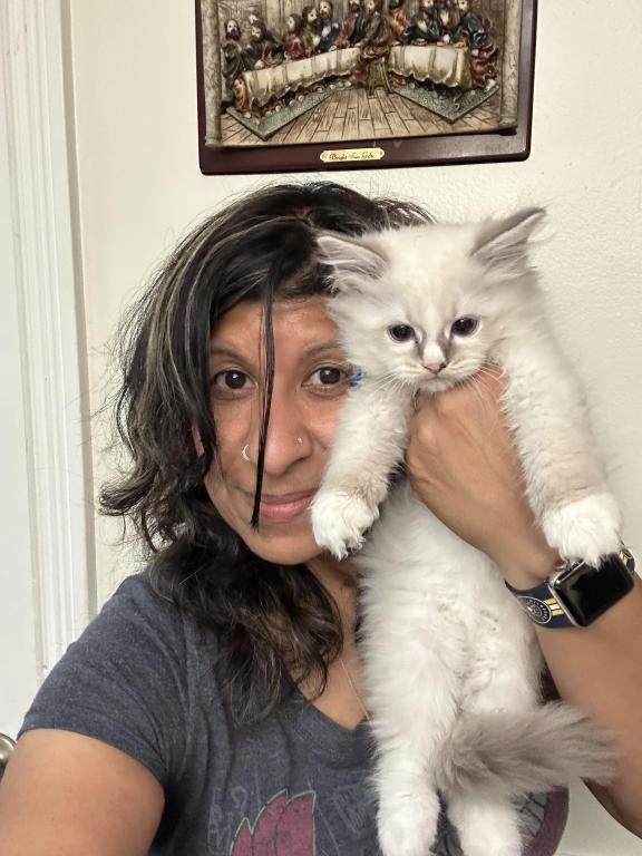 Purebred Bicolor With Blaze Male Ragdoll Kitten photo 8
