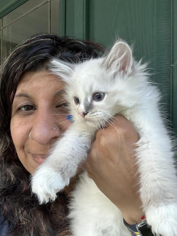 Purebred Bicolor With Blaze Male Ragdoll Kitten photo 4