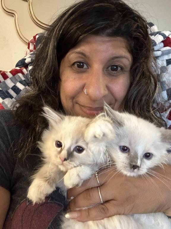 Purebred Bicolor With Blaze Male Ragdoll Kitten photo 13