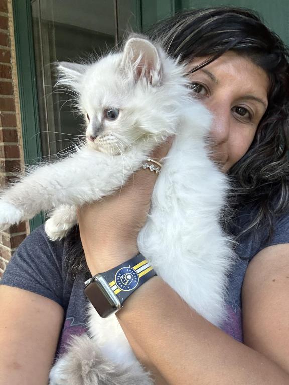 Purebred Bicolor With Blaze Male Ragdoll Kitten photo 3