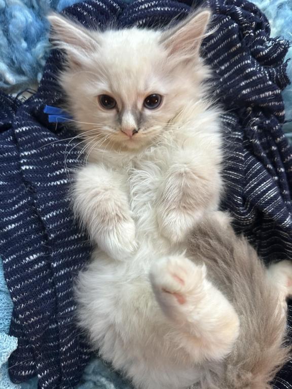 Purebred Bicolor With Blaze Male Ragdoll Kitten photo 18