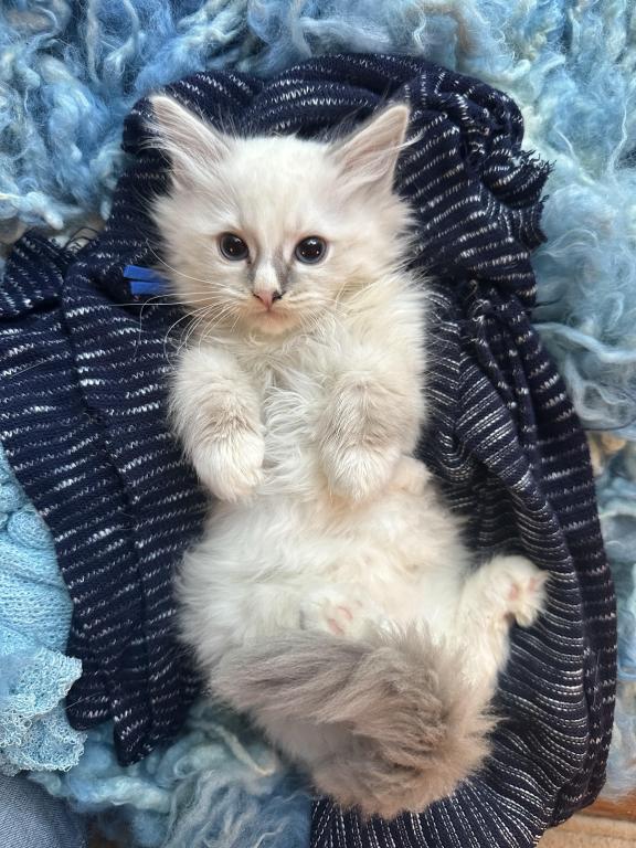 Purebred Bicolor With Blaze Male Ragdoll Kitten photo 11
