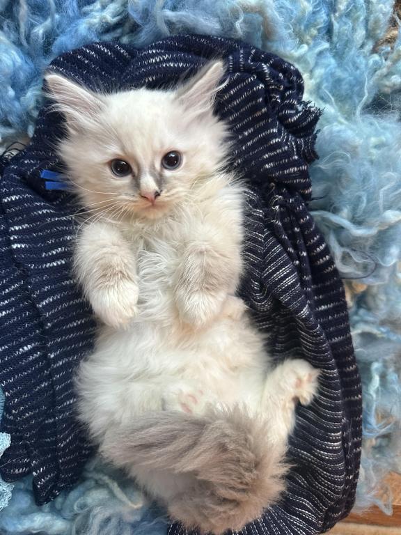 Purebred Bicolor With Blaze Male Ragdoll Kitten photo 12