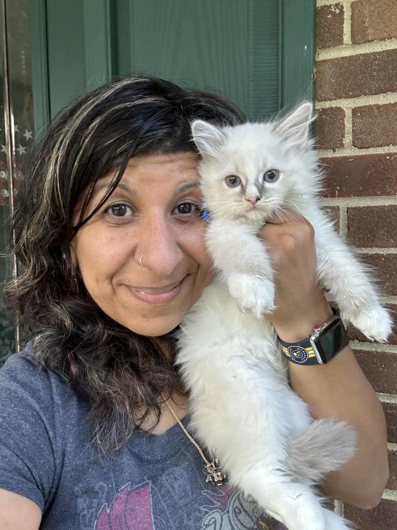 Purebred Bicolor With Blaze Male Ragdoll Kitten photo 5