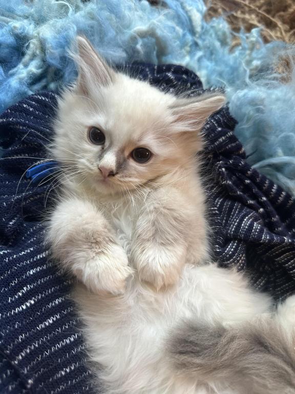 Purebred Bicolor With Blaze Male Ragdoll Kitten photo 15