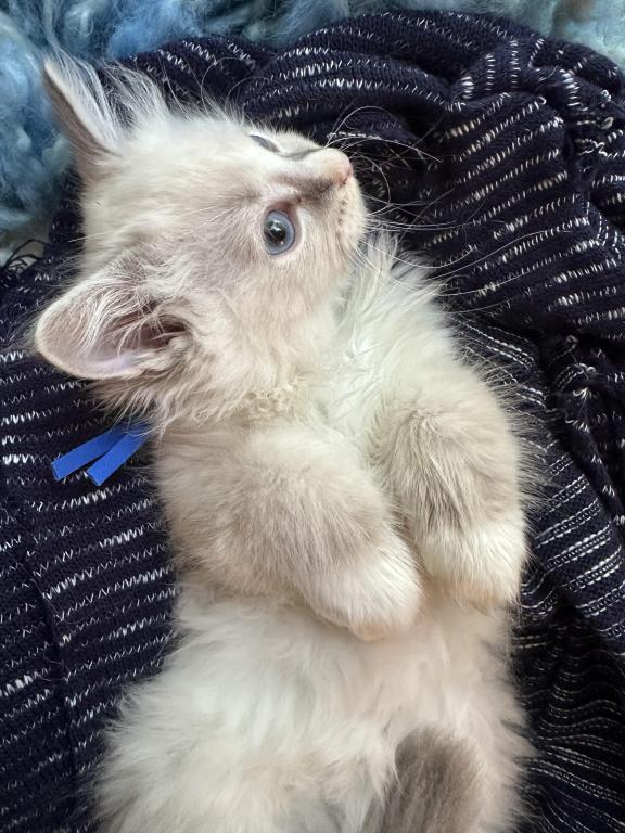 Purebred Bicolor With Blaze Male Ragdoll Kitten photo 19