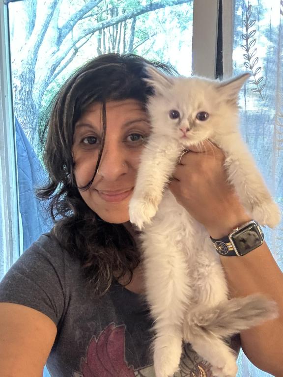 Purebred Bicolor With Blaze Male Ragdoll Kitten photo 6
