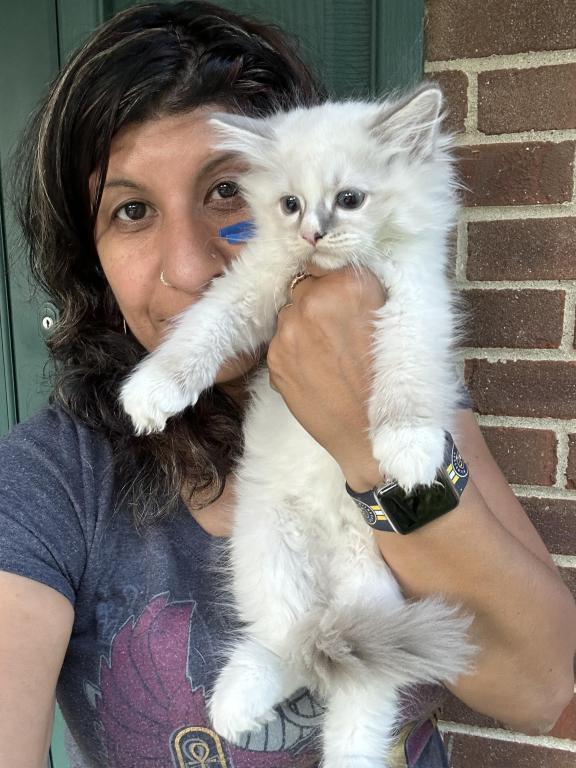 Purebred Bicolor With Blaze Male Ragdoll Kitten photo 2