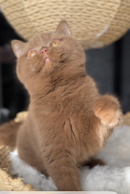 Upcoming British Shorthair Litter photo 3