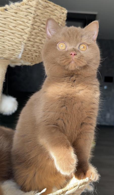 Upcoming British Shorthair Litter photo 5