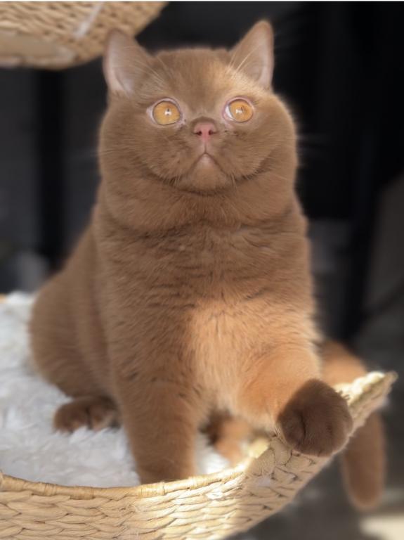 Upcoming British Shorthair Litter photo 4