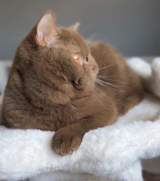Upcoming British Shorthair Litter photo 2
