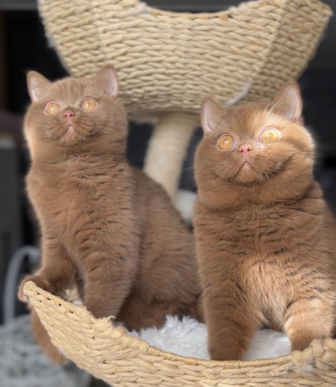 Upcoming British Shorthair Litter photo 1