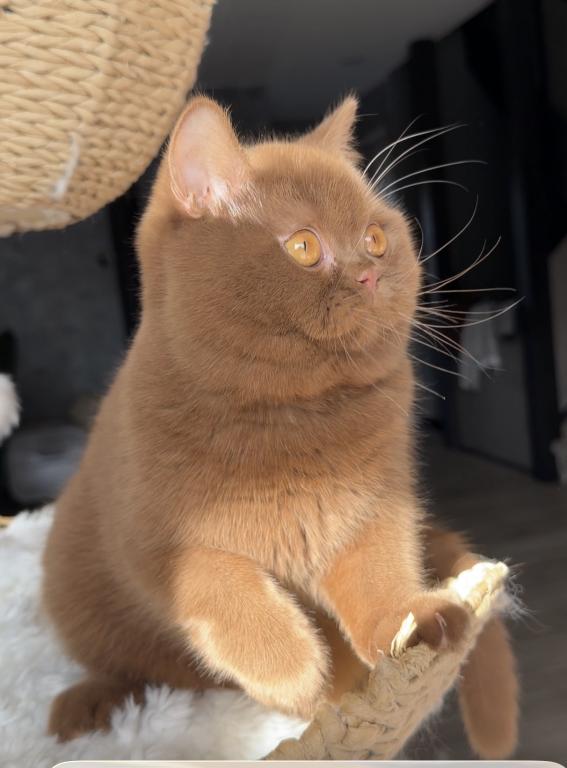 Upcoming British Shorthair Litter photo 6