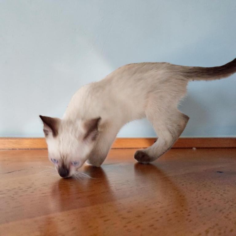 Tippy photo 2