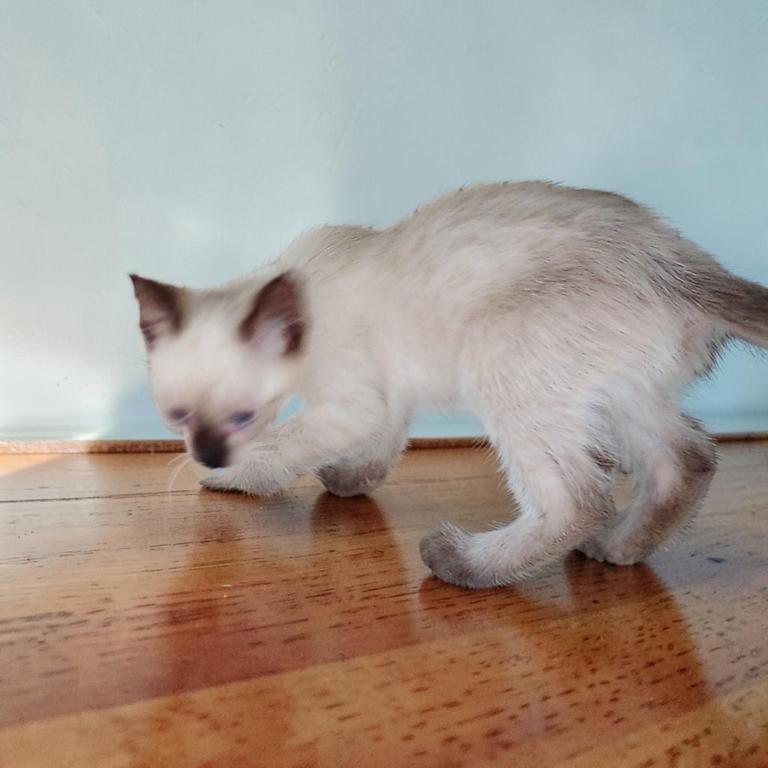 Tippy photo 3