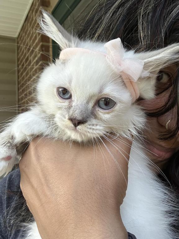 Purebred Blue Point Ragdoll Kitten photo 10