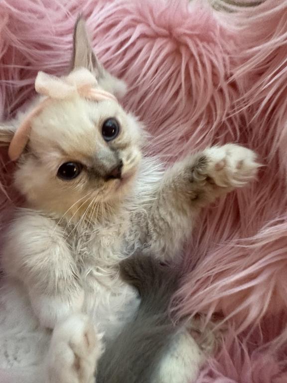 Purebred Blue Point Ragdoll Kitten photo 1