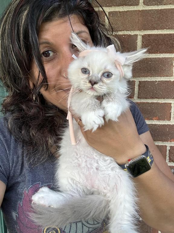 Purebred Blue Point Ragdoll Kitten photo 13