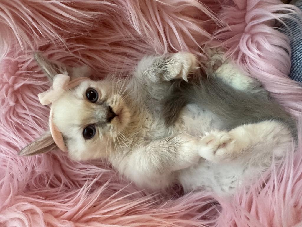 Purebred Blue Point Ragdoll Kitten photo 2