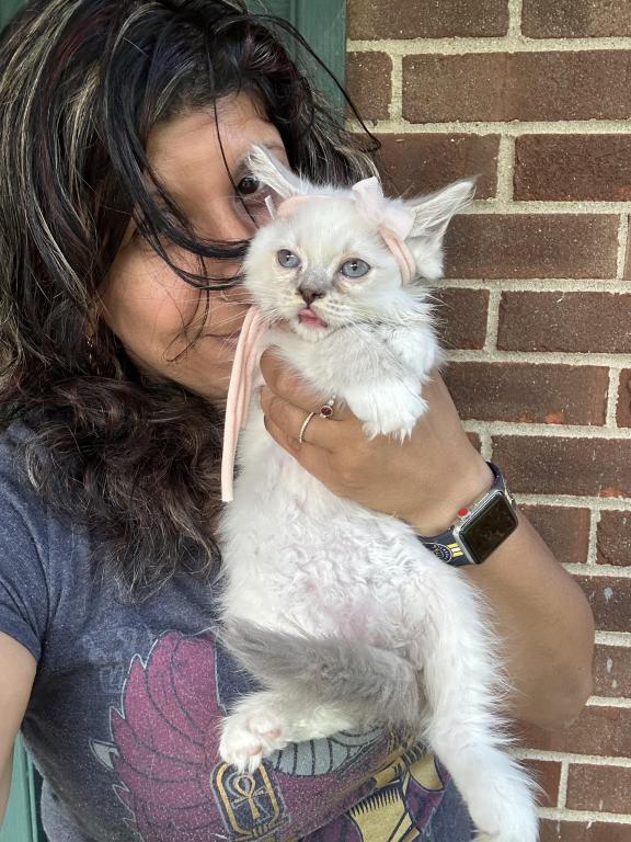 Purebred Blue Point Ragdoll Kitten photo 7