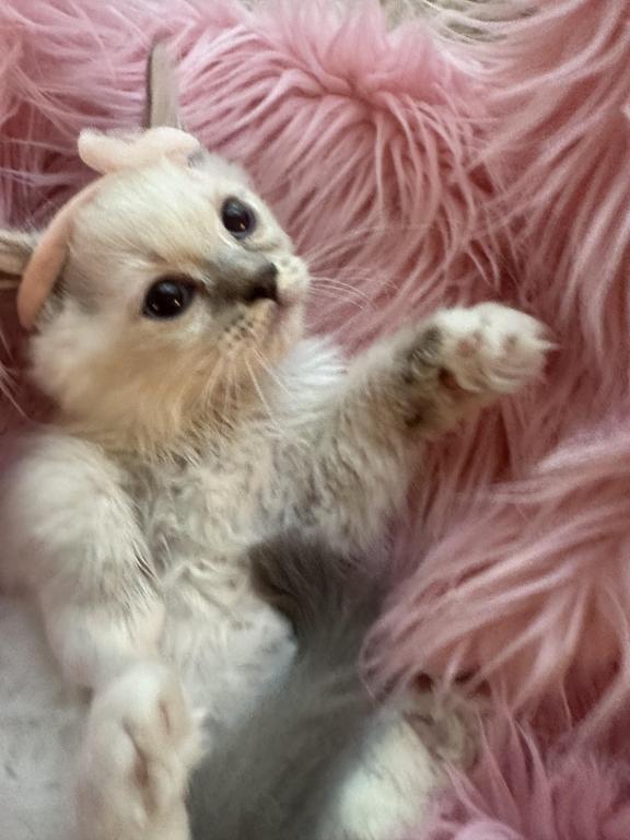 Purebred Blue Point Ragdoll Kitten photo 3