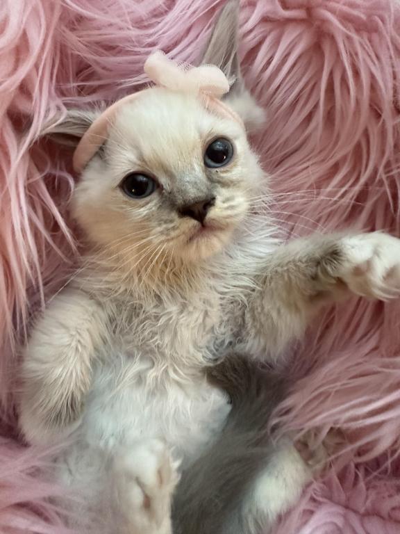 Purebred Blue Point Ragdoll Kitten photo 6