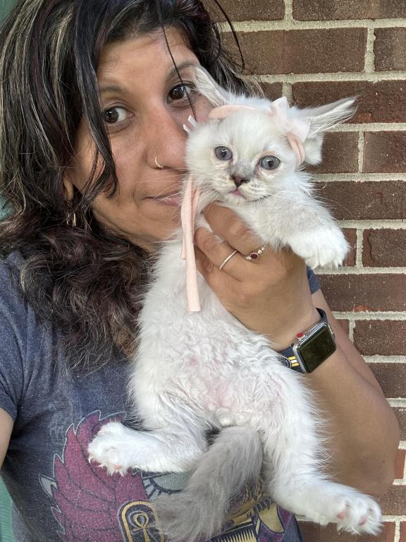 Purebred Blue Point Ragdoll Kitten photo 12