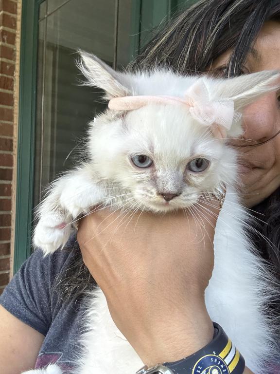 Purebred Blue Point Ragdoll Kitten photo 14