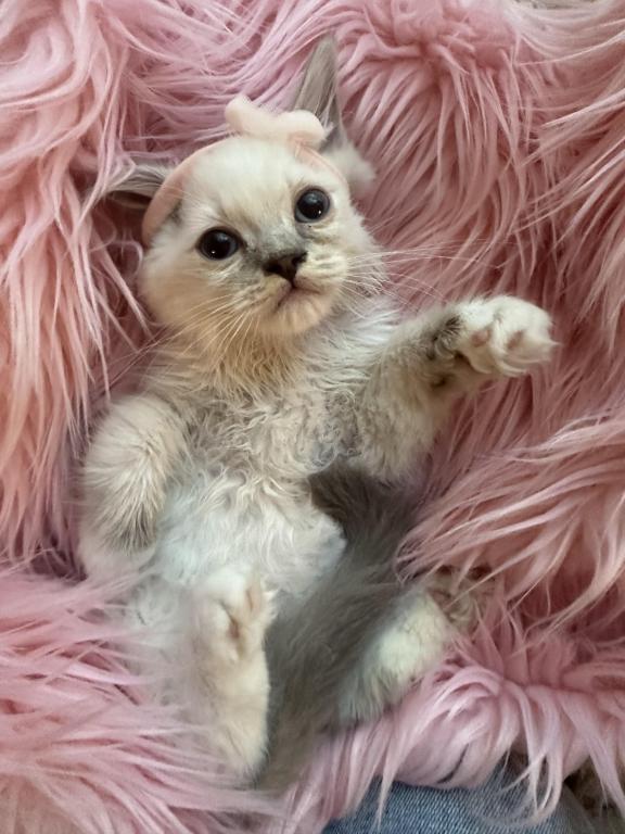 Purebred Blue Point Ragdoll Kitten photo 5