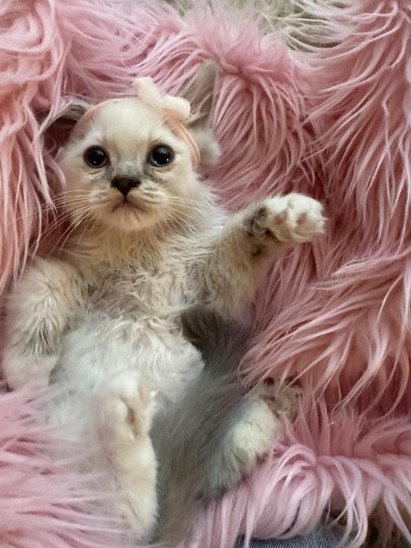 Purebred Blue Point Ragdoll Kitten photo 4
