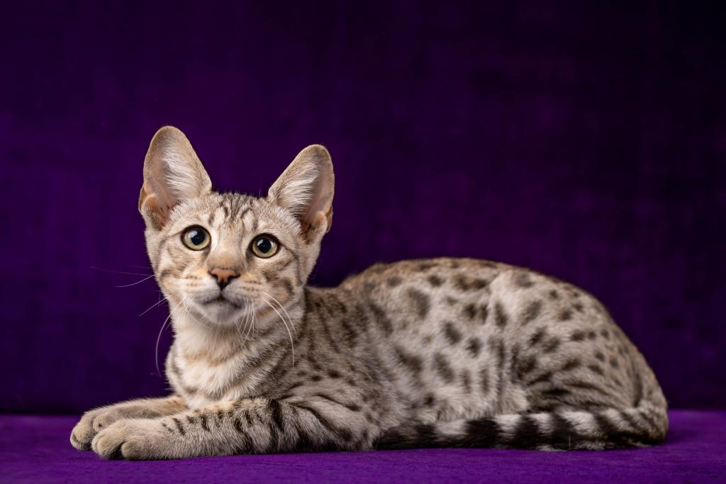 Silver Savannah Boy photo 1