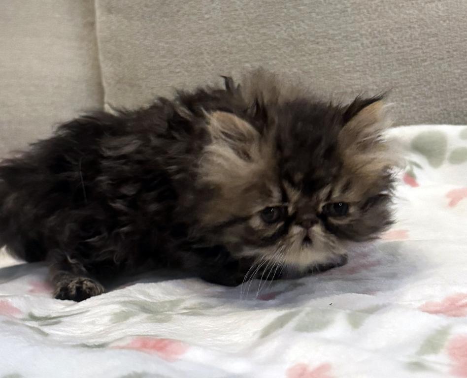 Rolo Is A Sweet Chocolate Tabby Boy photo 4