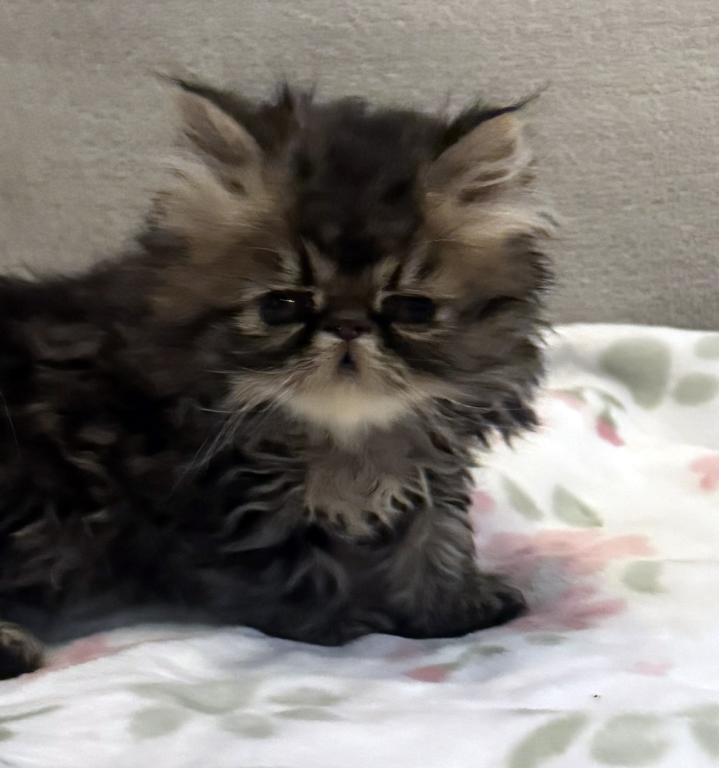 Rolo Is A Sweet Chocolate Tabby Boy photo 1