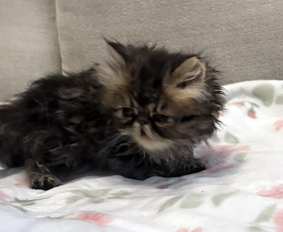Rolo Is A Sweet Chocolate Tabby Boy photo 7