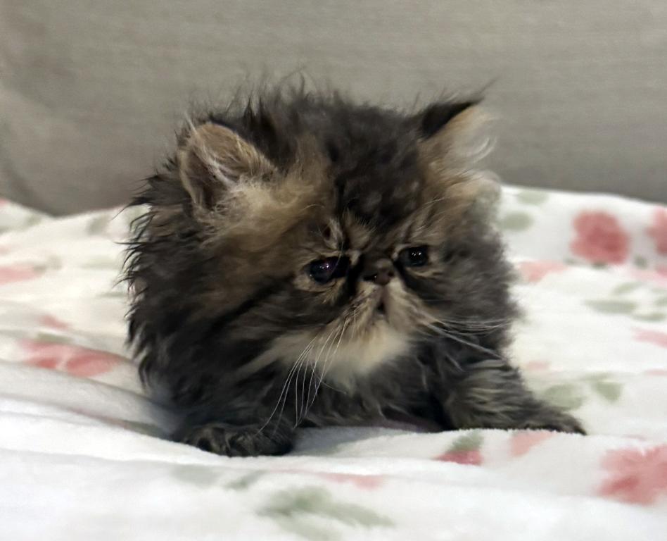 Rolo Is A Sweet Chocolate Tabby Boy photo 2