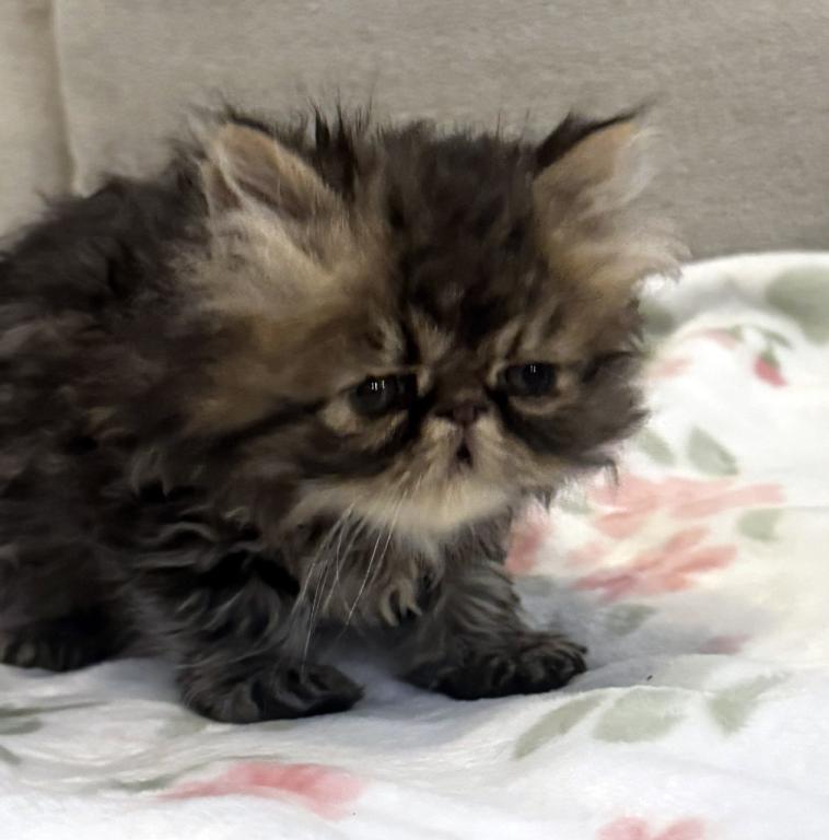 Rolo Is A Sweet Chocolate Tabby Boy photo 5