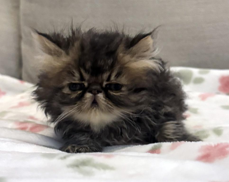 Rolo Is A Sweet Chocolate Tabby Boy photo 3
