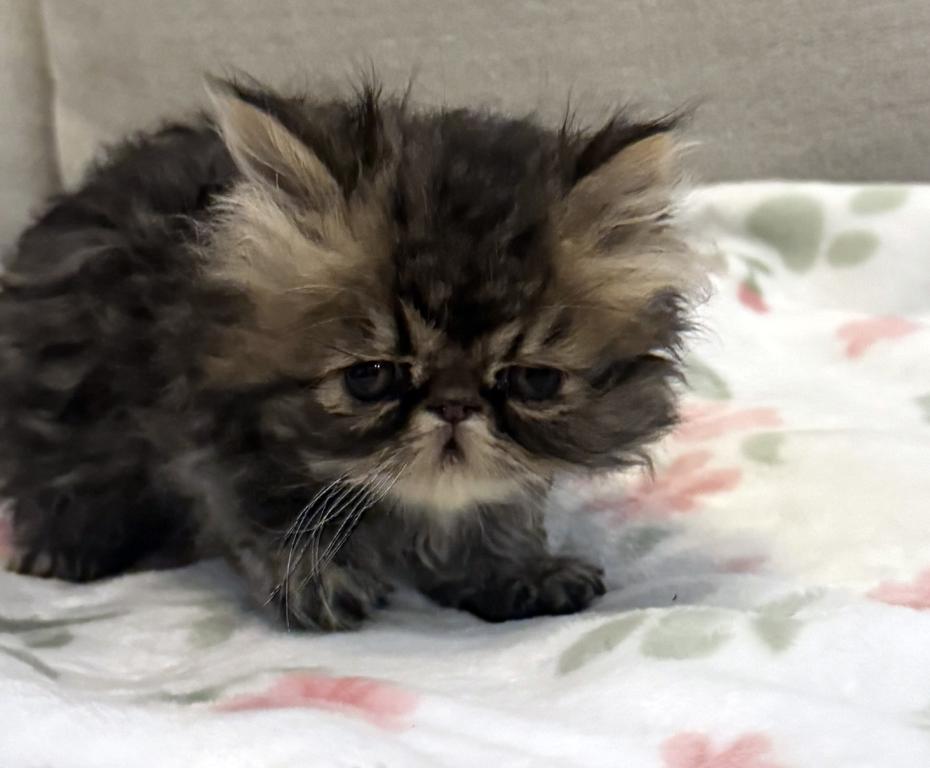 Rolo Is A Sweet Chocolate Tabby Boy photo 8