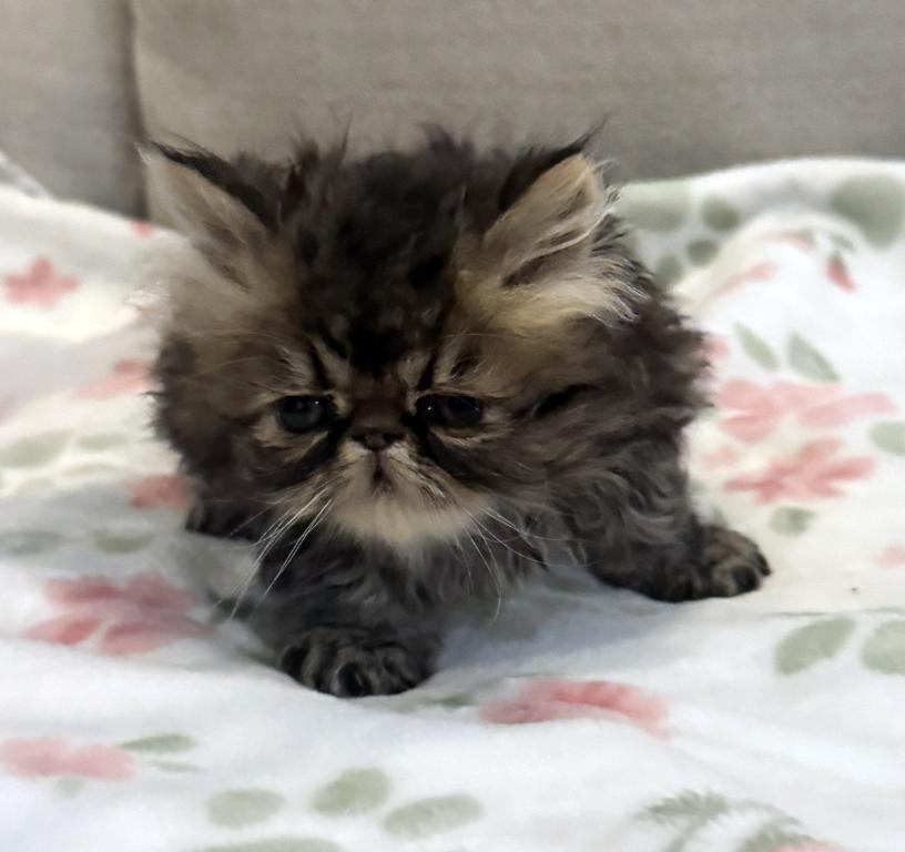 Rolo Is A Sweet Chocolate Tabby Boy photo 6